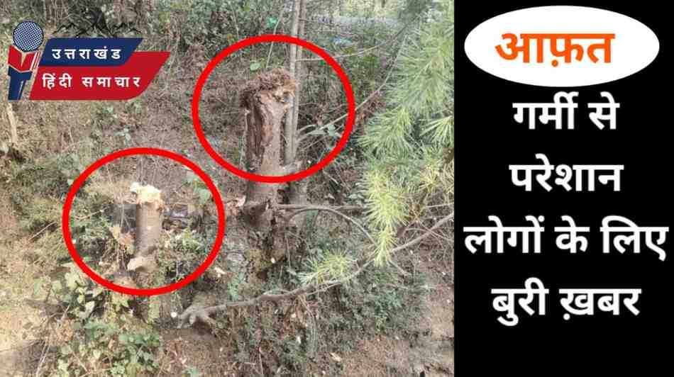 कुमाऊं में कट रहे हैं देवदार के पेड़