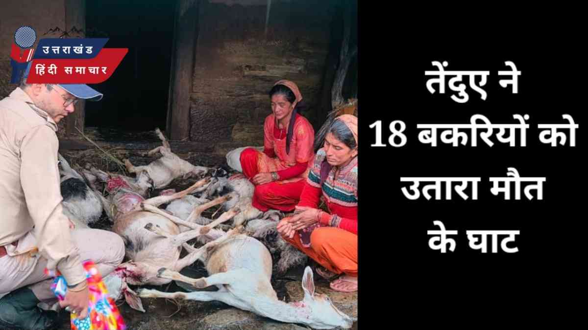 तेंदुए का आतंक , 18 बकरियों को उतारा मौत के घाट