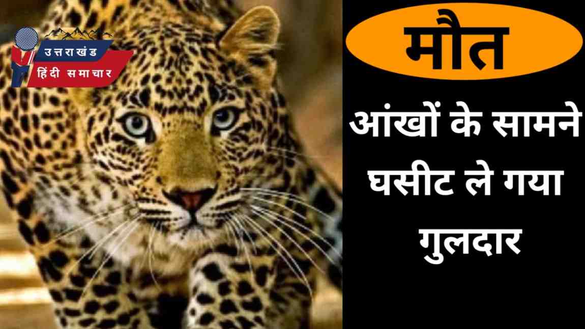 दुःखद : आंखों के सामने घसीट ले गया गुलदार