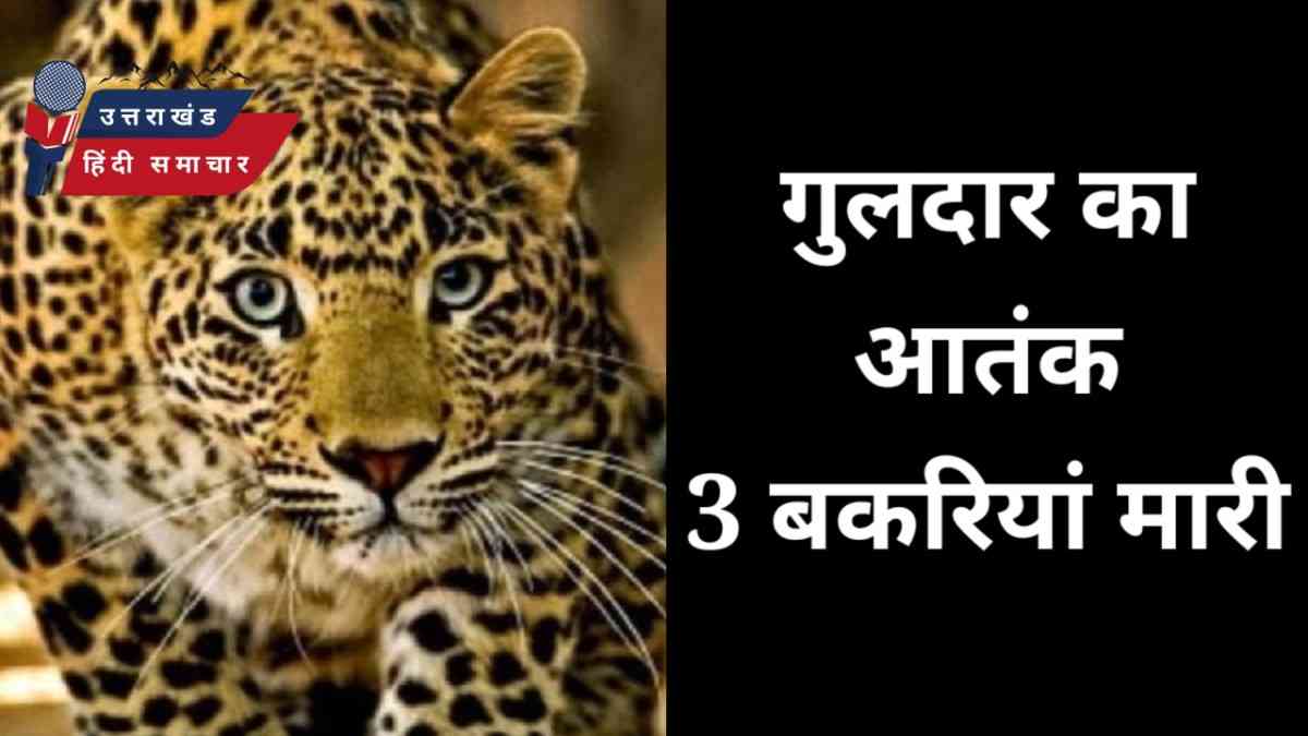 गुलदार का आतंक , 3 बकरियां मारी