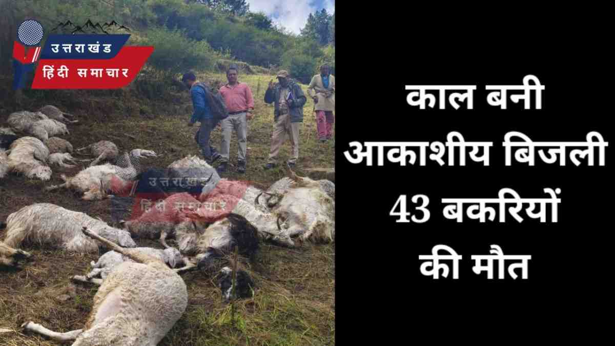 काल बनी आकाशीय बिजली , 43 बकरियों की मौत