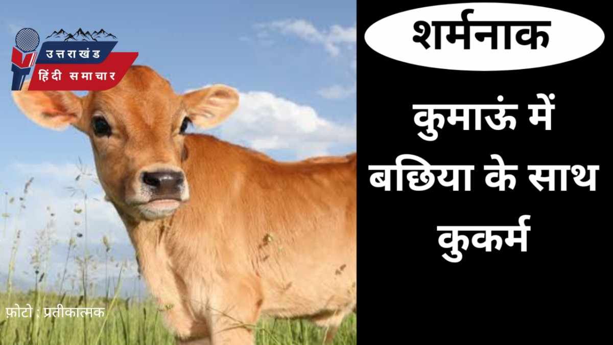 शर्मनाक : कुमाऊं में बछिया के साथ कुकर्म