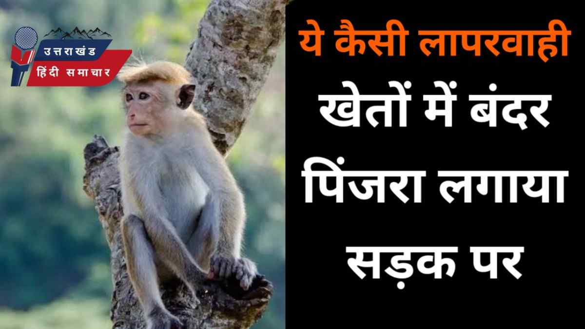 अजब - गजब : खेतों को चट कर रहे हैं बंदर लेकिन पिजरा लगा दिया सड़क पर