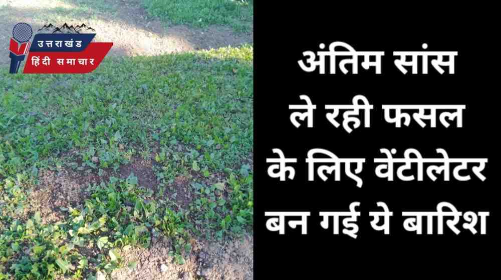 अंतिम सांस ले रही फसल के लिए , वेंटिलेटर बन गई ये बारिश
