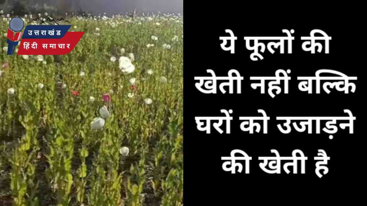 ये फूलों की खेती नहीं बल्कि घरों को उजाड़ने की खेती है