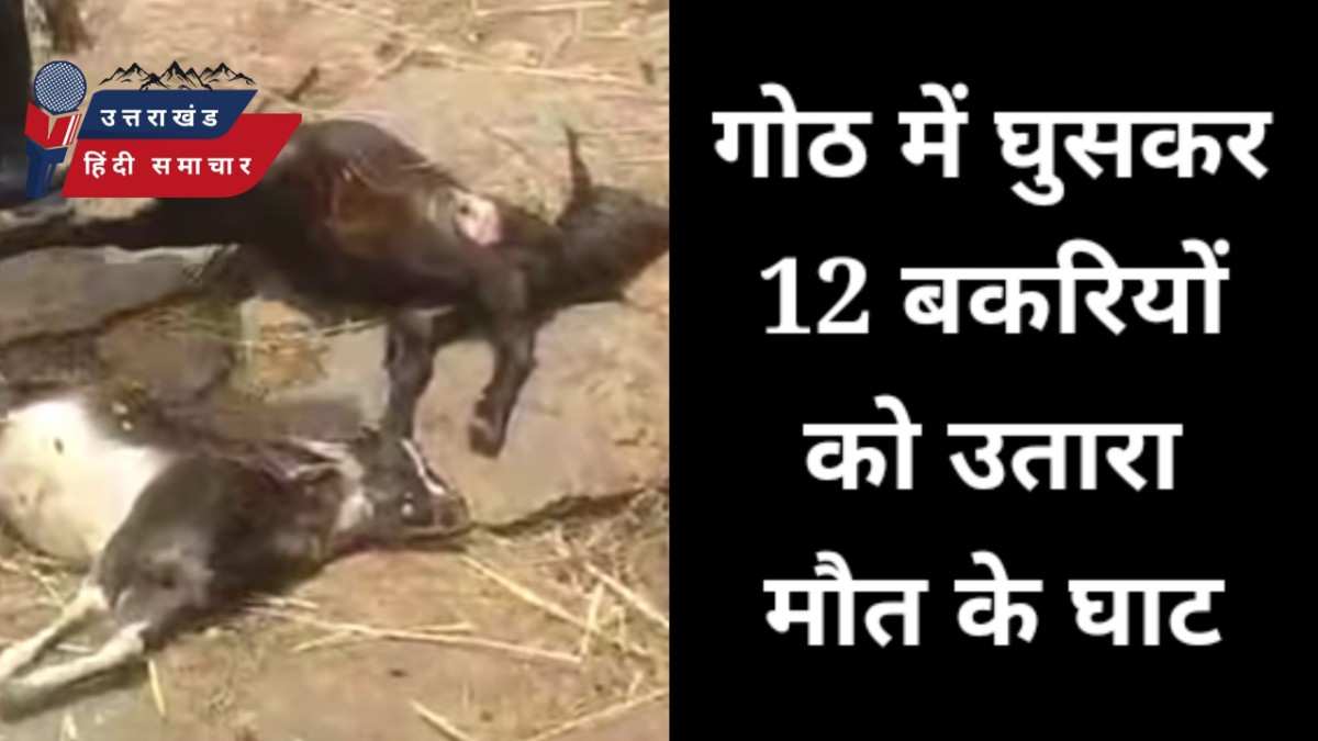 गोठ में घुसकर 12 बकरियों को उतारा मौत के घाट