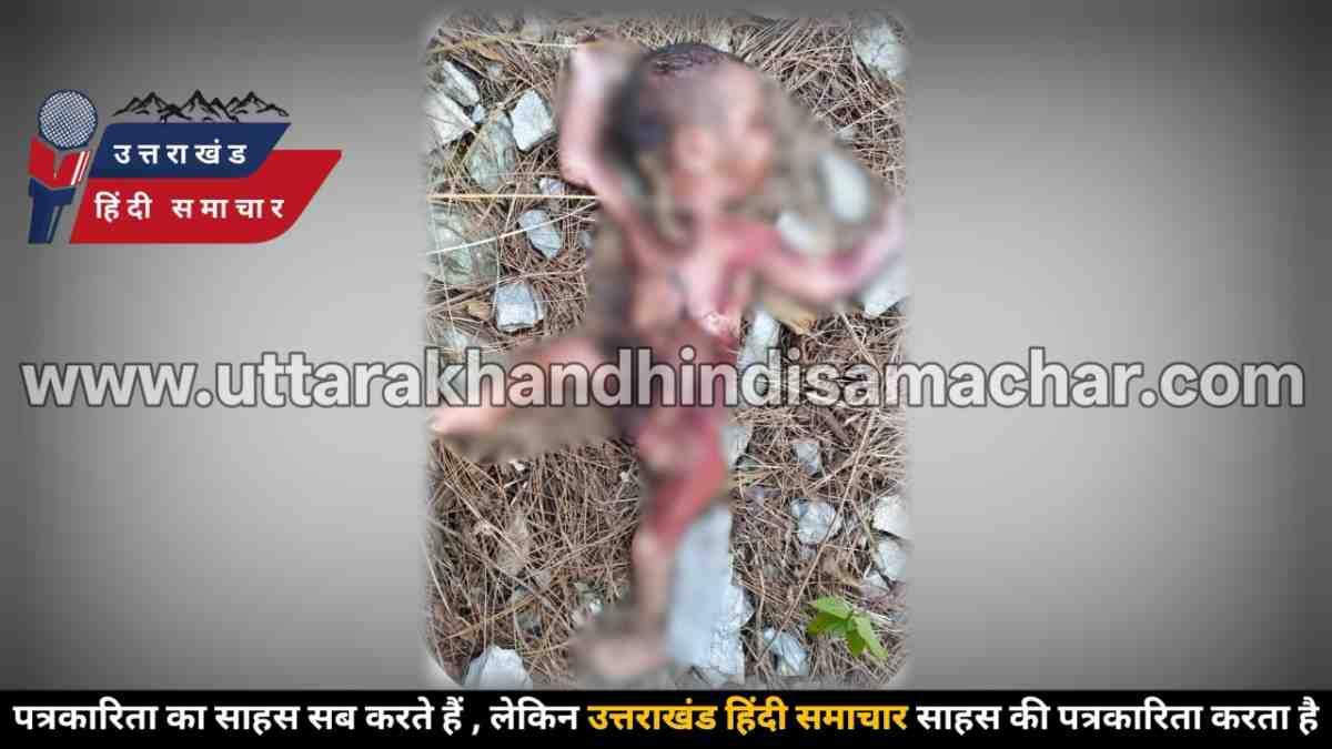 सनसनीखेज : जंगल में मिला नवजात शिशु का शव