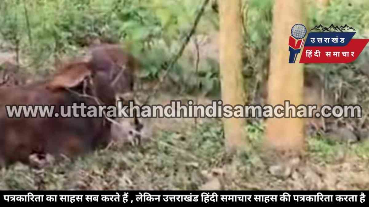 खौफनाक : खेत से मिला 450 किलो मांस और जिंदा बछड़ा , पुलिस के उड़े होश