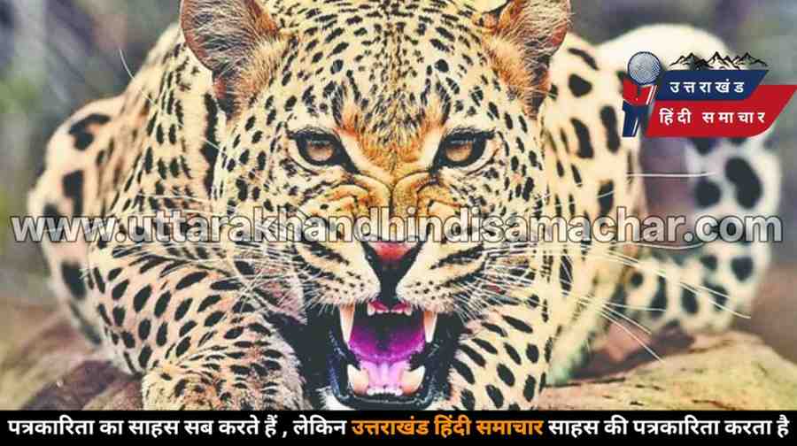 दहशत : शोर मचाते रहे बुजुर्ग , तब तक गुलदार ने 3 बकरियों को नोच डाला