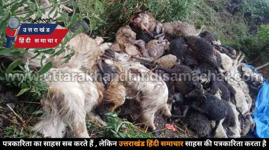 दर्दनाक : आसमान से बरसी मौत ! आकाशीय बिजली से 500 बकरियों की मौत
