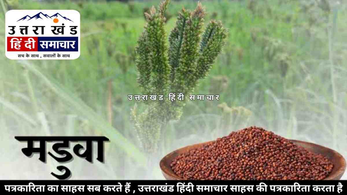 मडुवा : झारखंड की तरह उत्तराखंड के मडुवे को भी राष्ट्रीय पहचान लेकिन थाली तक पहुंचाने की चुनौती अब भी