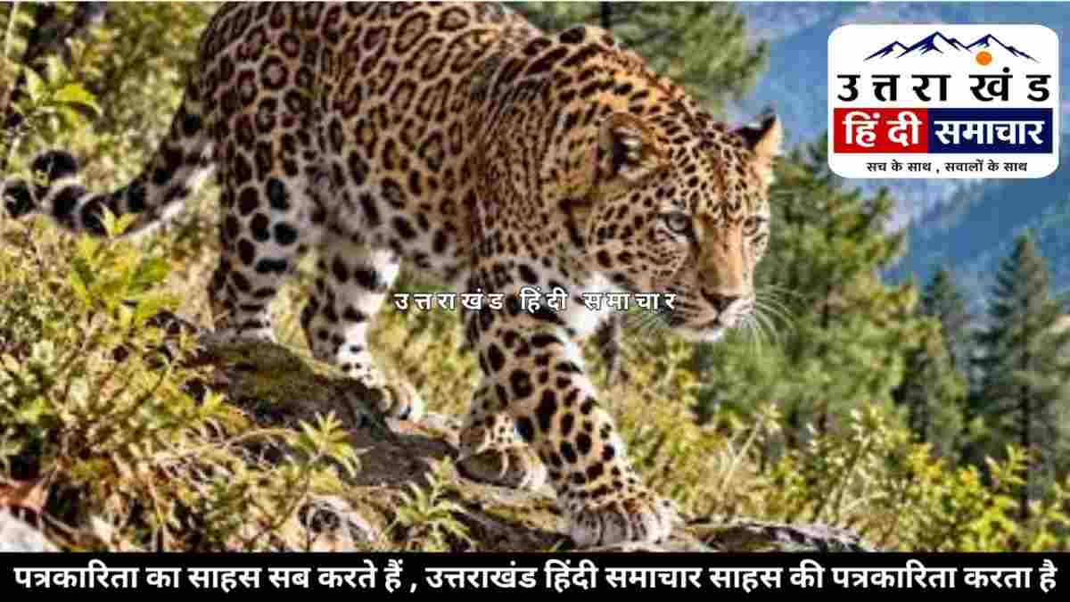 चम्पावत में वन्यजीवों का बढ़ता खतरा ! पिंजरे कम , ड्रोन नदारद , आखिर कैसे बचेगी ग्रामीणों की जान ?