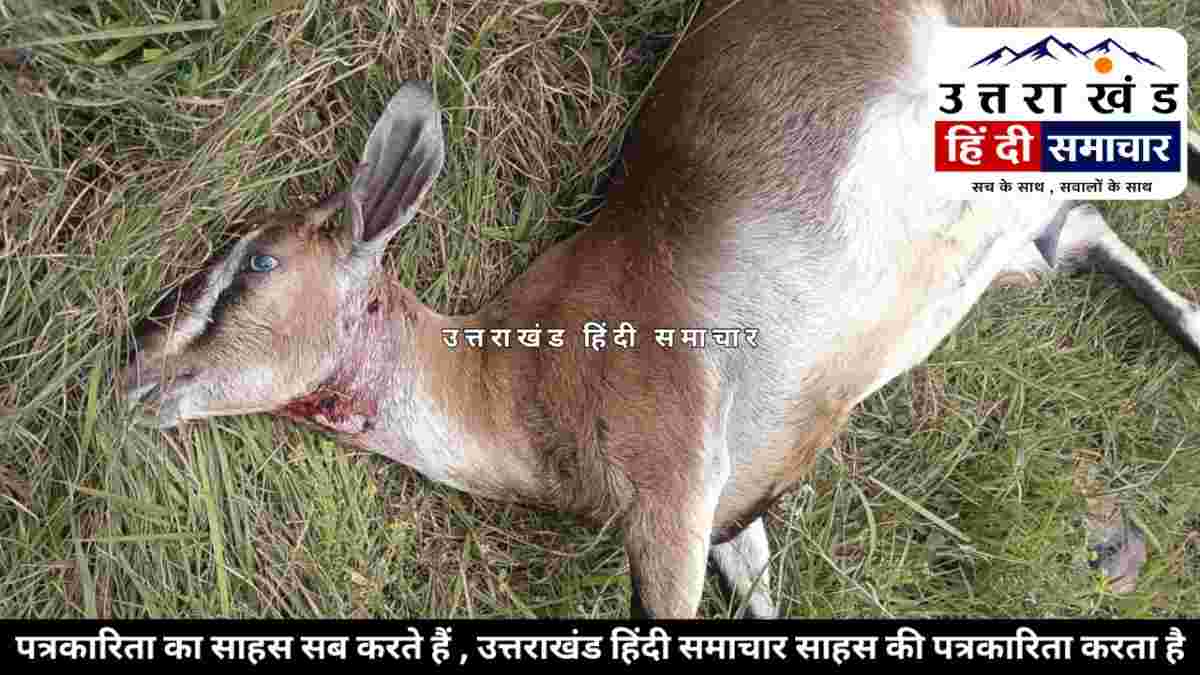 दहशत : दिनदहाड़े बकरी को बनाया निवाला , घरों के पास मंडरा रहा खतरा